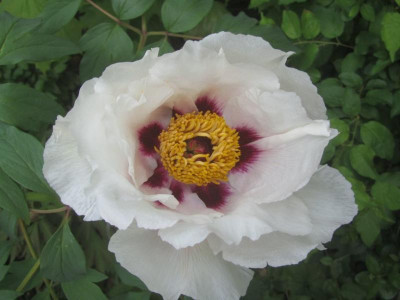 P.rockii2019ax.jpg