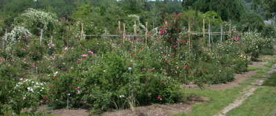 _Noch_mehr_Rosenbilder_DSCN33515.jpg