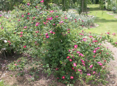 Violacea_0010__33522.jpg