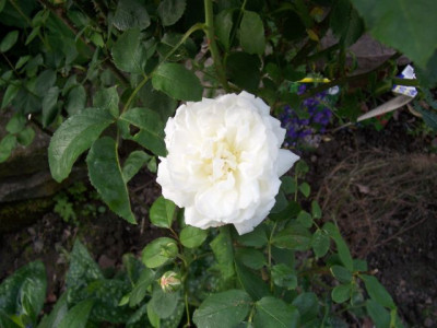 hollandische_Rose_Blute.jpg