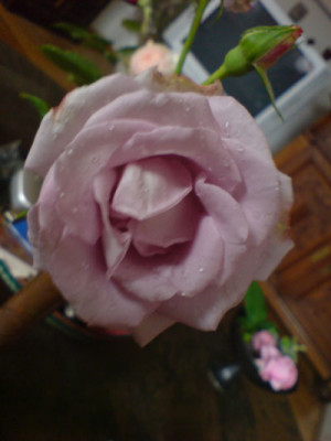 tarde_gris_in_der_vase.JPG