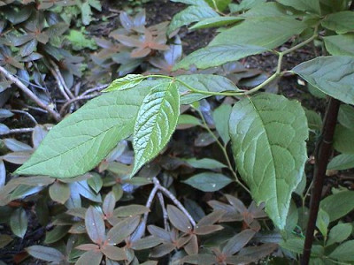 Stewartia_pseudocamellia.jpg