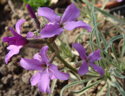 Matthiola scapifera19-4.jpg