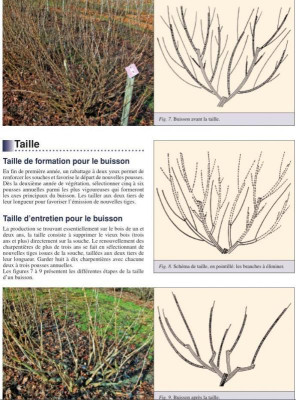 La culture du cassis, page V Taille - aus Agroscope 2008.jpg