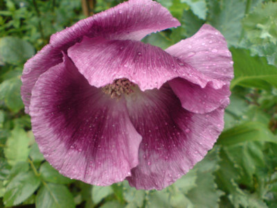 violetter_mohn_1_07.JPG