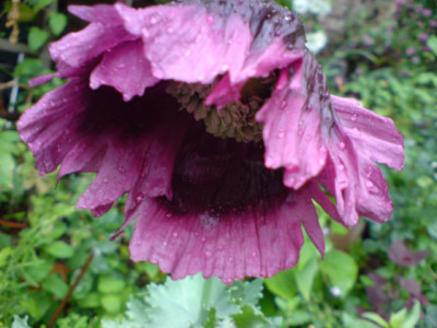 violetter_mohn_2_07.JPG