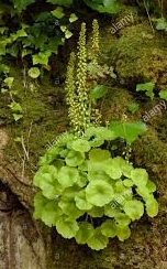 Navelwort.jpg