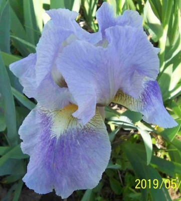 100_7699 IB Sämling violett.jpg