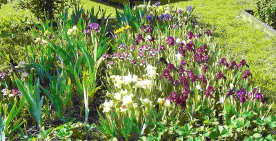 100_7705 Irisbeet.jpg