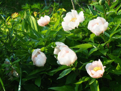 Paeonia Mai Fleurie 5 P5010005.JPG