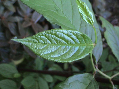 Stewartia_pseudocamellia_2.jpg