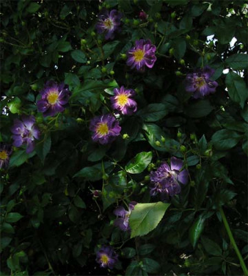 Veilchenblau.JPG