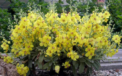 Verbascum_x_Leticia_2007-05-28.JPG