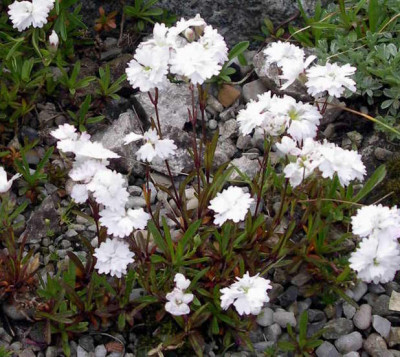 Silene_alpestris_grdfl._floriplena_2007-05-28.JPG