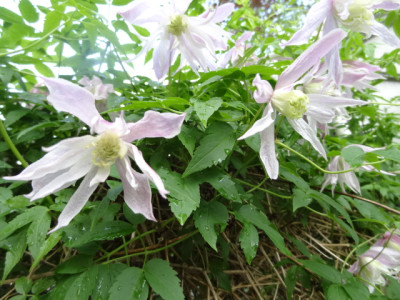 clematis.JPG