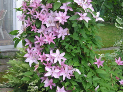 Hagley_Hybrid_Teil_Pflanze_Mai_07.jpg