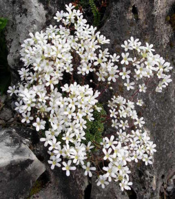 Saxifraga_pseudofungii_2007-05-28.JPG