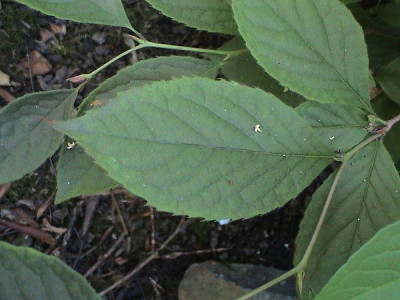 Stewartia_pseudocamellia_3.jpg