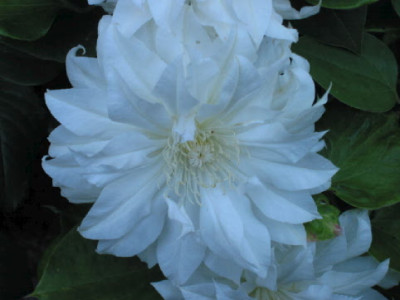 Arctic_Queen_Mai_07.jpg