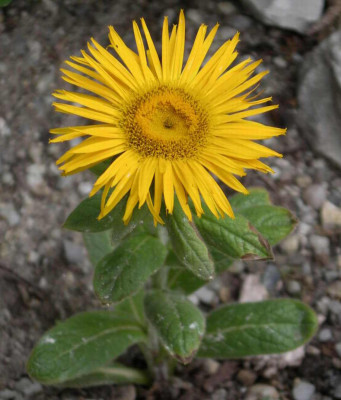 Inula_orientalis_2007-05-28_.JPG