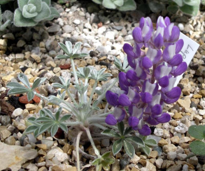 Lupinus duranii .JPG