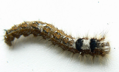 Raupe_Kiefernspinner_07_05_28_a.jpg