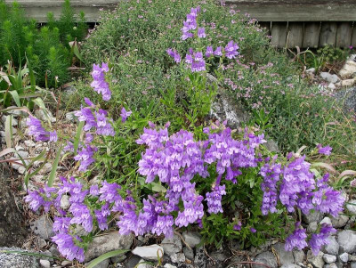 Penstemon fruticosus var. scouleri 02.05.19.JPG