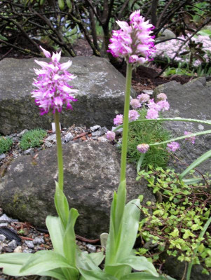 Orchis simia 03.05.19.JPG