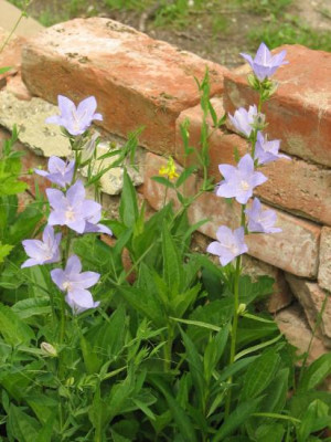 glockenblume_geerbt.jpg