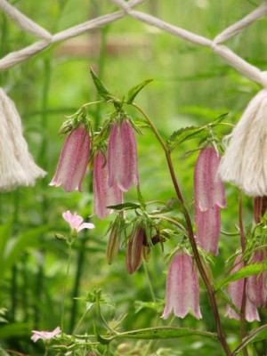 campanula_elisabeth.jpg