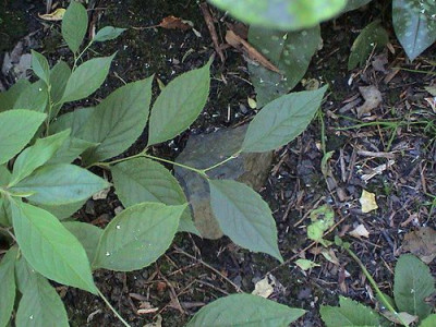 Stewartia_pseudocamellia_4.jpg