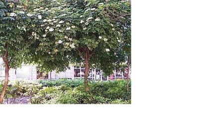 Holunderbaum.jpg