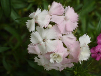 bartweissrosa.jpg