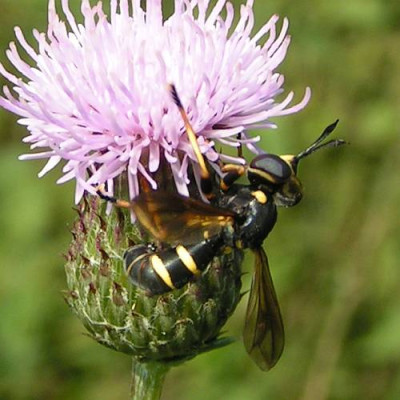Conops_flavipes_-_Dunkle_Wespendickkopffliege_04.jpg