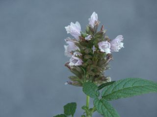 Balsamstrauch01.jpg
