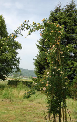 Alchymist_0010__6493.jpg