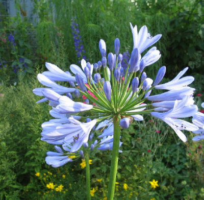 August_blau_1_3_1.jpg