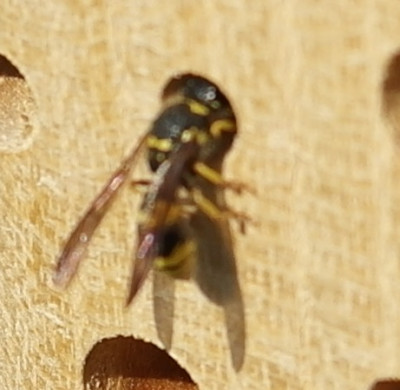 wespe01.jpg