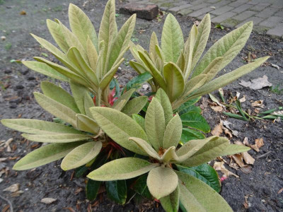 Rhododendron (bureavii x yakushimanum) X kesangiae Austrieb Mai 2019.JPG