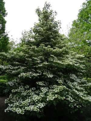 Viburnum plicatum Watanabe Mai 2019.JPG