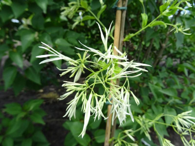 Chionanthus virginicus Mai 2019.JPG