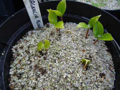 Magnolia biondii Germination May 2019.JPG