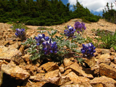 IMG_5364, Lupinus lepidus lobbyi, Phacelia sericea, Three Brothers, Cascades, BC.jpg