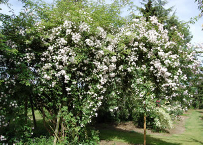 Pauls_Himalayan_Musk_0010__6598.jpg