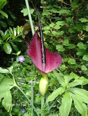 Imgp1517-unb.jpg