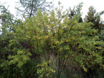 Caraganaarborescens.jpg