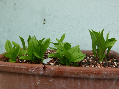 P1140883.JPG