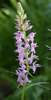 IMG_2714_eDactylorhiza_spec_Irm.JPG