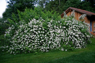 Multiflora0307.jpg