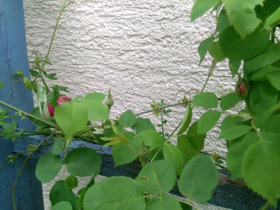 IMG_20190505_153500.jpg